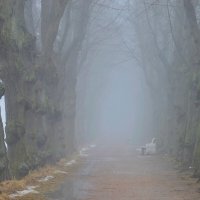 В парке весеннем...... :: Юрий Цыплятников