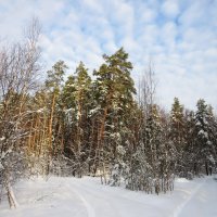 Зимние лесные дорожки :: Андрей Снегерёв