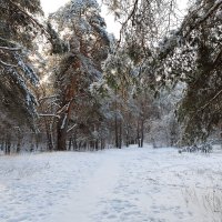 Зимний пейзаж :: Александр Синдерёв
