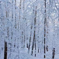 В зимнем лесу. :: Алексей Трухин