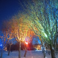 Светящиеся деревья :: Сапсан 