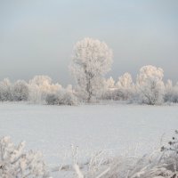 Красавица зима. :: Вадим Басов