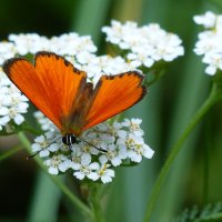 Про бабочек 99 :: Александр Прокудин