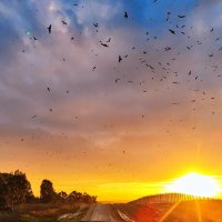 Птицы на закате :: Ефим Журбин