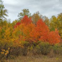 Краски осени. :: Валентина Богатко 