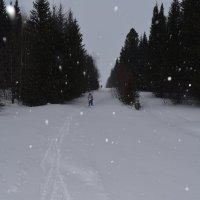 Лыжня в лесу :: Танзиля Завьялова