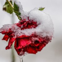 Зимняя роза :: Игорь Сикорский