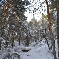 А в лесах,полно чудес и снега. :: Андрей Хлопонин