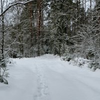 Чужие здесь не ходят! (Репортаж из поездок по области). :: Милешкин Владимир Алексеевич 