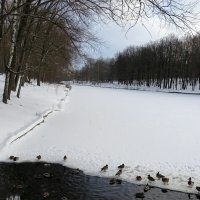 Зима в городском парке. :: Милешкин Владимир Алексеевич 