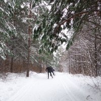 Зимой в лесу :: Вик Токарев