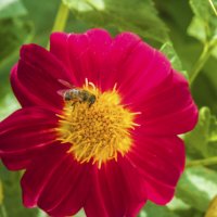 Пчёлка  на цветке :: Валентин Семчишин