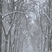 Долгожданный снегопад. :: Харис Шахмаметьев