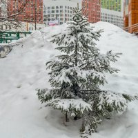 В Москве родилась ёлочка :: Валерий Иванович