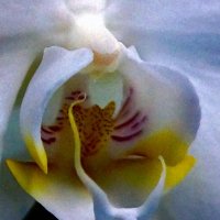Орхидея в январе :: ВАЛЕРИЙ 
