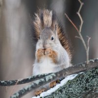 *** :: Владимир Безбородов