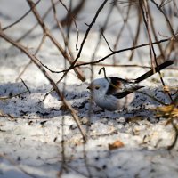 ополовник или длиннохвостая синица :: linnud 