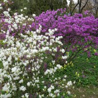 Весна в Ботаническом саду г.Санкт-Петербург. :: Анастасия Софронова