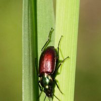 Быстряк шестиямчатый (Agonum sexpunctatum (Linnaeus, 1758)) :: Павел Морозов