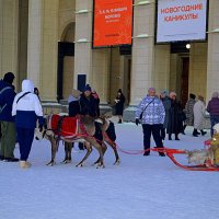 Кому-то в театр, а кому-то - на оленях! :: Татьяна Лютаева