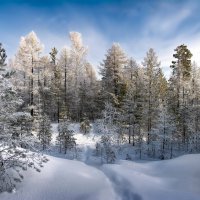 Зимний лес в инее :: Vladimbormotov 