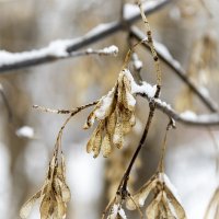 Зимой :: Александр 