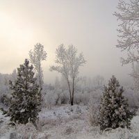 Зимнее, снежное утро. :: Вадим Басов