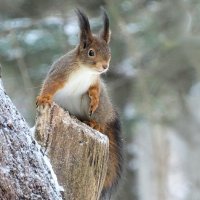 Любопытная красавица. :: Милешкин Владимир Алексеевич 