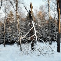 Зимний лес. :: Татьяна Помогалова