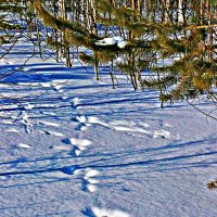 Февраль..Заяц-беляк и лиса наследили на снегу! :: Владимир 