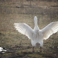 Домашний :: Олег Денисов