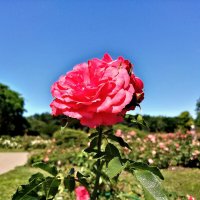 Летний день с розами :: Игорь Сычёв