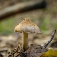 Из жизни грибов... :: Николай Гирш