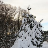 В снежном убранстве :: Андрей Снегерёв