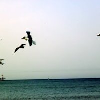 Чайки над морем :: Ольга Протасова