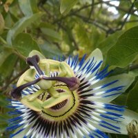 Страстоцвет, пассифлора (Passiflora), она же маракуйя. :: Aleksejs Skripko