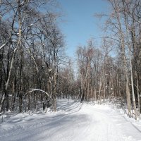 На лыжной трассе января :: Андрей Заломленков (настоящий) 