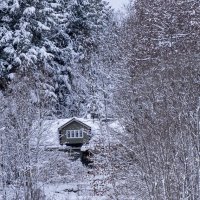 ты живешь в заколдованном, диком лесу... :: Vladimir K