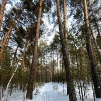 В зимнем сосновом бору :: Георгиевич 