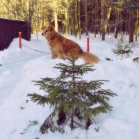 Чужие идут, не до сьёмок. :: Татьяна Помогалова