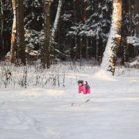 Встреча в зимнем лесу. :: Татьяна Помогалова