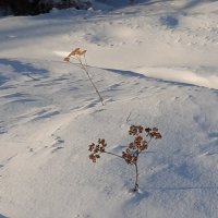 Снег и ветер :: Галина Минчук