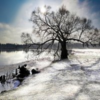 Зима на Десне. Дерево у реки :: Евгений 