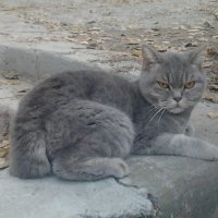 Суровый кот. :: Иван Обожин