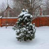 Зимние зарисовки. :: Лариса Исаева