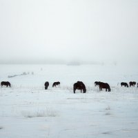 Ходят кони... :: Галина Ильясова