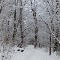 Лесная прогулка :: Raduzka (Надежда Веркина)