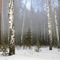 Туманный лес :: Василий Колобзаров