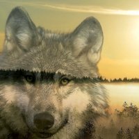 Пейзаж мой, а волк приблудный! :: Валерий Пославский