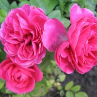 Розы :: Нина Колгатина 